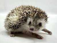 hedgehog photo