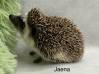 photo of hedgehog for sale