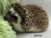 photo of hedgehog for sale