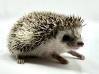 photo of hedgehog for sale