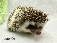 photo of hedgehog for sale