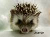 photo of hedgehog for sale
