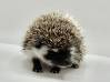 photo of hedgehog for sale