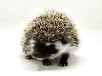 hedgehog photo