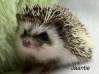 photo of hedgehog for sale