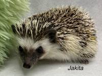 photo of hedgehog for sale