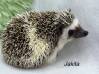 photo of hedgehog for sale