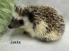 photo of hedgehog for sale