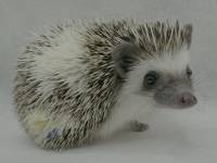 hedgehog photo