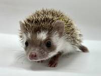 hedgehog photo