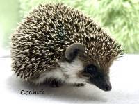 photo of hedgehog for sale