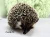 photo of hedgehog for sale
