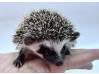 photo of hedgehog for sale