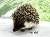 photo of hedgehog for sale