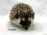 photo of hedgehog for sale