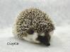 photo of hedgehog for sale