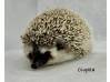 photo of hedgehog for sale
