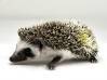photo of hedgehog for sale