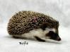 photo of hedgehog for sale