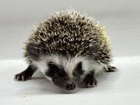 hedgehog photo