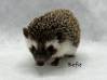 photo of hedgehog for sale