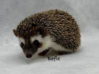photo of hedgehog for sale