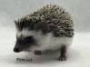 photo of hedgehog for sale