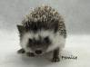 photo of hedgehog for sale