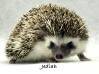 photo of hedgehog for sale