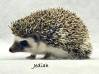 photo of hedgehog for sale