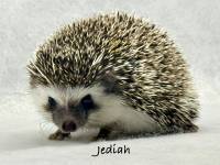 photo of hedgehog for sale