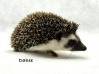 photo of hedgehog for sale