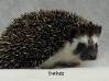 photo of hedgehog for sale