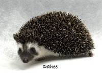 photo of hedgehog for sale