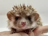 hedgehog photo