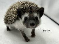 hedgehog photo