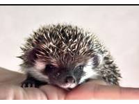 hedgehog photo