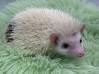 photo of hedgehog for sale