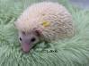 photo of hedgehog for sale