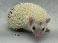 photo of hedgehog for sale