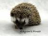 photo of hedgehog for sale