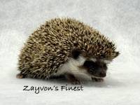 photo of hedgehog for sale