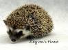 photo of hedgehog for sale