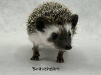 photo of hedgehog for sale