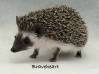photo of hedgehog for sale