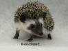 photo of hedgehog for sale