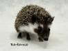 photo of hedgehog for sale