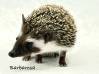 photo of hedgehog for sale