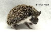 photo of hedgehog Barbarosa, for sale