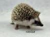 photo of hedgehog for sale
